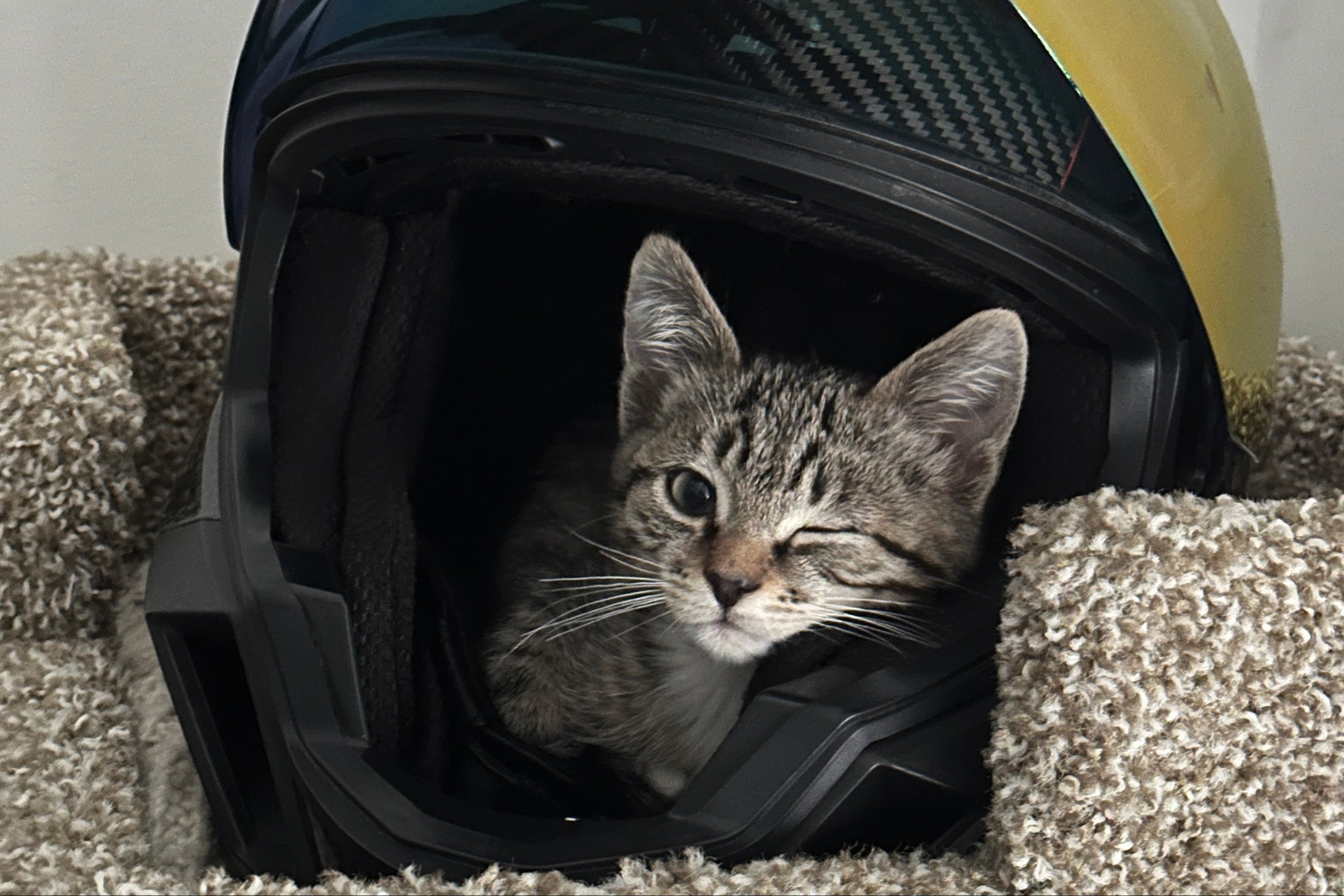 Cat peeking out from inside a colorful helmet on a carpeted floor